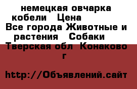немецкая овчарка кобели › Цена ­ 25 000 - Все города Животные и растения » Собаки   . Тверская обл.,Конаково г.